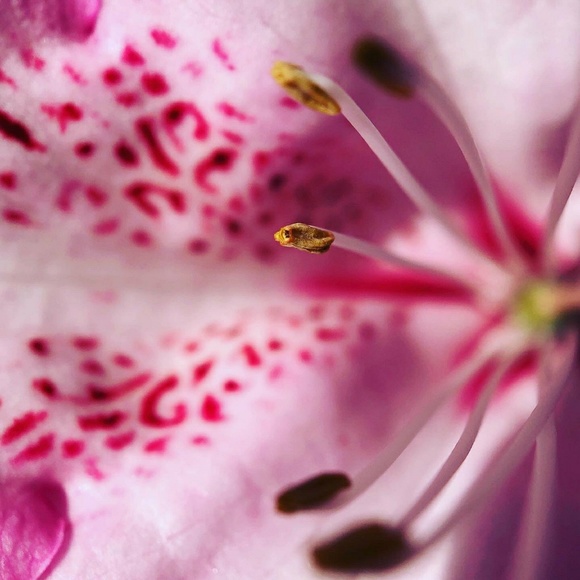 Meet your Posher, Abasourdix - Picture 1 of 1